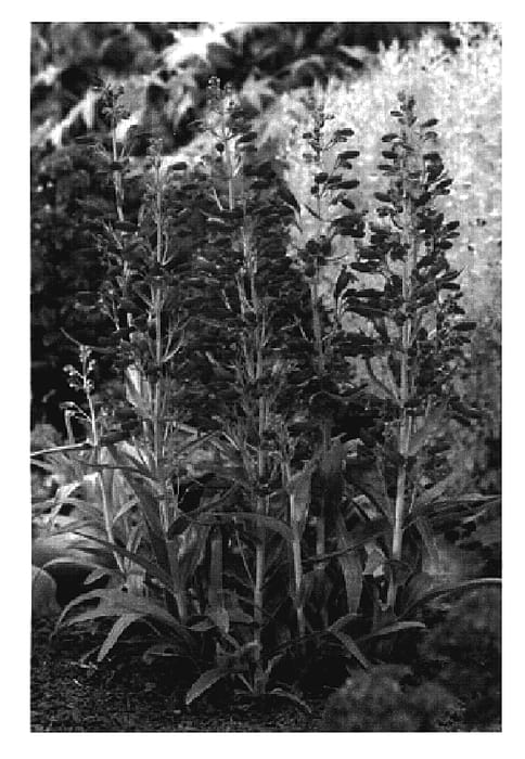 Figure 1 of US plant patent PP18950, the photograph of Red Riding Hood printed in the patent.