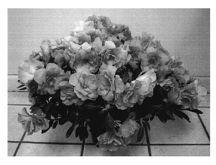 Figure 1 of US plant patent PP18951, the photograph of YBAZ-2147 printed in the patent.