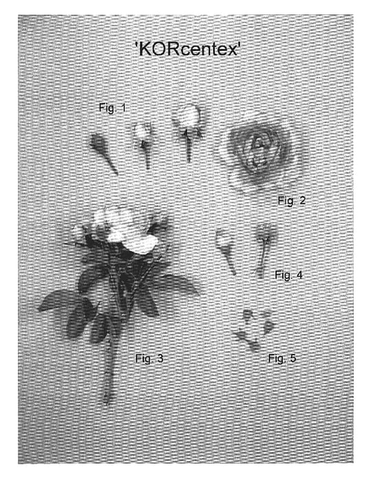 Figure 1 of US plant patent PP18952, the photograph of KORcentex printed in the patent.