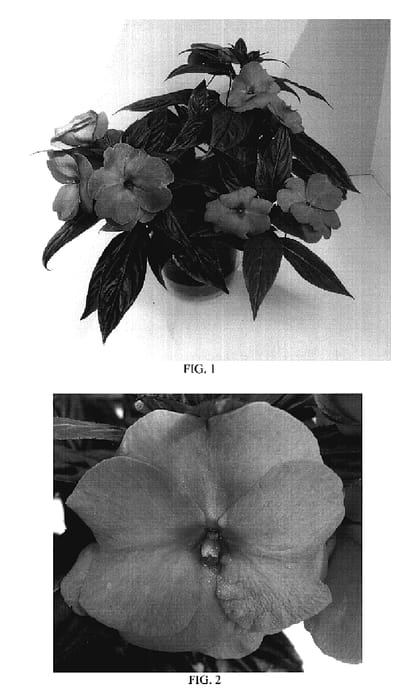 Figure 1 of US plant patent PP18953, the photograph of Balcelimpik printed in the patent.
