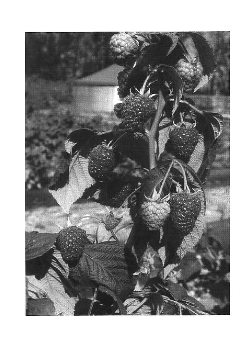 Figure 1 of US plant patent PP18954, the photograph of Joan J printed in the patent.