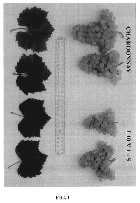 Figure 1 of US plant patent PP18955, the photograph of Seedless grape printed in the patent.