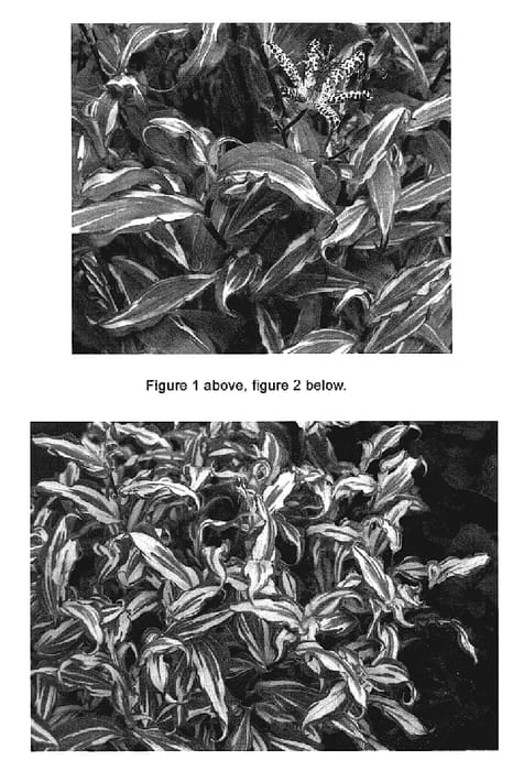 Figure 1 of US plant patent PP18956, the photograph of Imperial Banner printed in the patent.