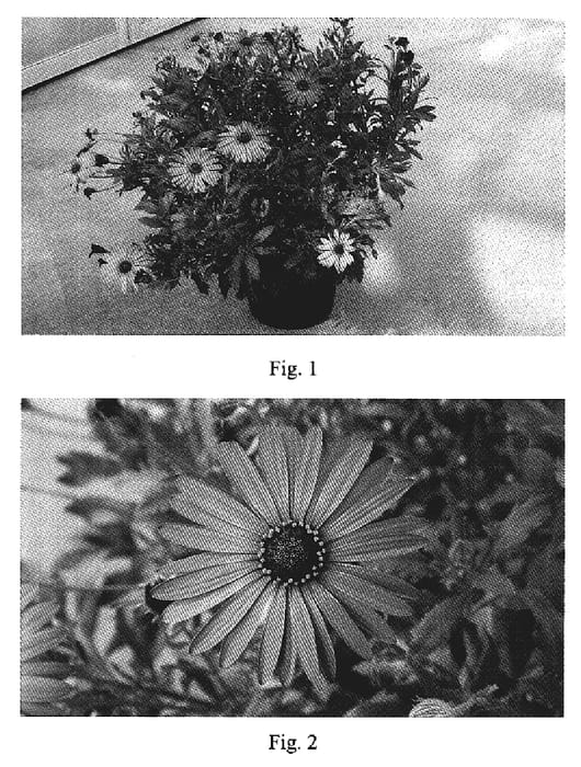 Figure 1 of US plant patent PP18958, the photograph of Sakcadnucop printed in the patent.