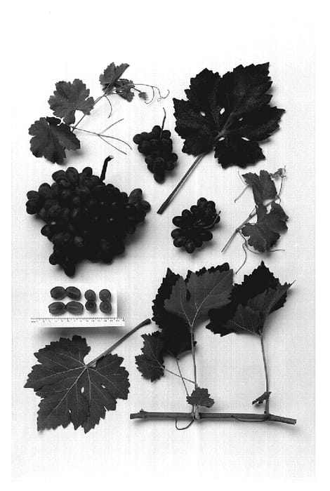 Figure 1 of US plant patent PP18959, the photograph of Sheegene-10 printed in the patent.