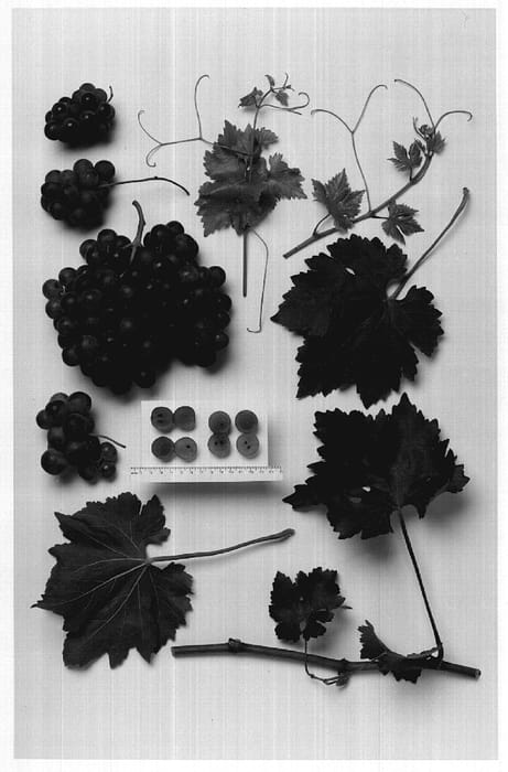 Figure 1 of US plant patent PP18960, the photograph of Sheegene-5 printed in the patent.