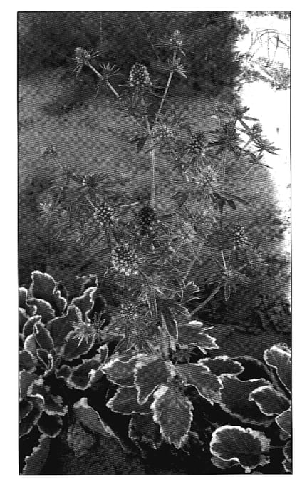 Figure 1 of US plant patent PP18961, the photograph of Sunny Jackpot printed in the patent.