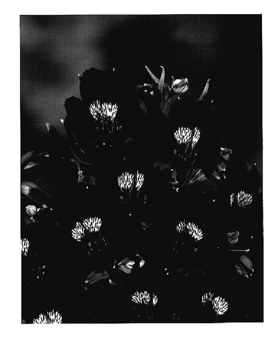 Figure 1 of US plant patent PP18962, the photograph of Zalsanyx printed in the patent.