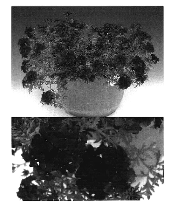 Figure 1 of US plant patent PP18963, the photograph of Suntapipa printed in the patent.