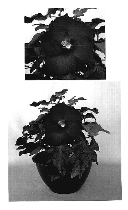 Figure 1 of US plant patent PP18964, the photograph of Cinnamon Grappa printed in the patent.
