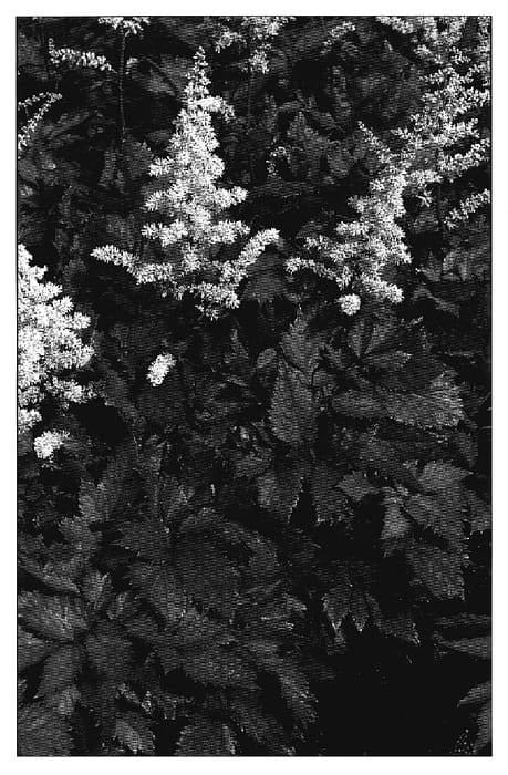 Figure 1 of US plant patent PP18965, the photograph of Vision in White printed in the patent.