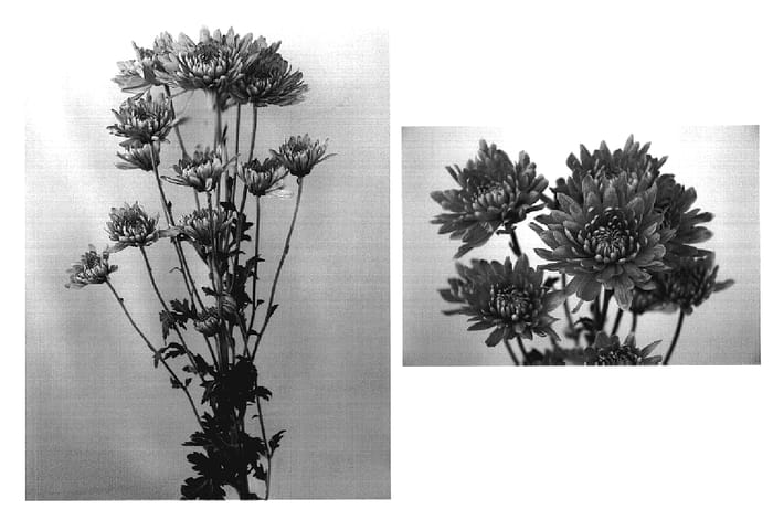 Figure 1 of US plant patent PP18966, the photograph of Yohope printed in the patent.