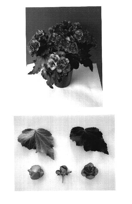 Figure 1 of US plant patent PP18967, the photograph of Elektra Pink printed in the patent.