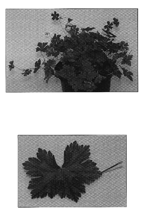 Figure 1 of US plant patent PP18968, the photograph of Rainbow printed in the patent.