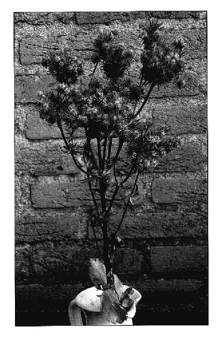Figure 1 of US plant patent PP18969, the photograph of Amazing jackpot printed in the patent.