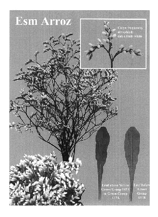Figure 1 of US plant patent PP18970, the photograph of Esm Arroz printed in the patent.