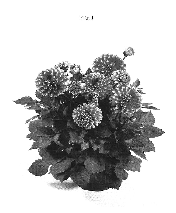 Figure 1 of US plant patent PP18971, the photograph of DATRETTEN printed in the patent.