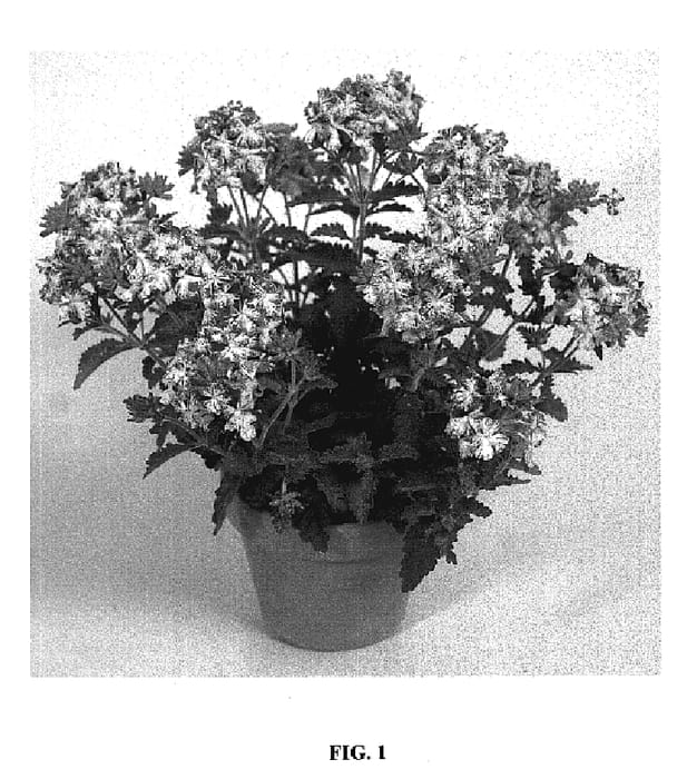 Figure 1 of US plant patent PP18972, the photograph of Lan Uppurmos printed in the patent.