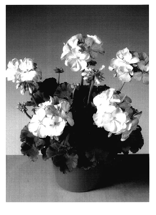 Figure 1 of US plant patent PP18973, the photograph of Fisrello printed in the patent.