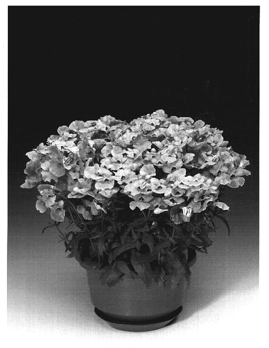 Figure 1 of US plant patent PP18974, the photograph of Nemhmago printed in the patent.