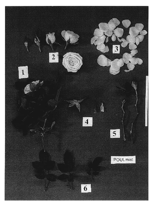 Figure 1 of US plant patent PP18975, the photograph of Poulmist printed in the patent.