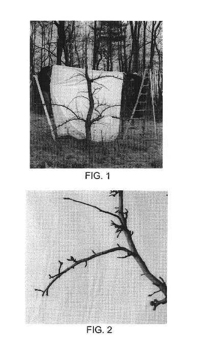 Figure 1 of US plant patent PP18976, the photograph of Asio 5 printed in the patent.