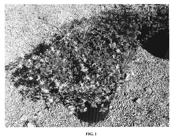 Figure 1 of US plant patent PP18977, the photograph of NCI002 printed in the patent.
