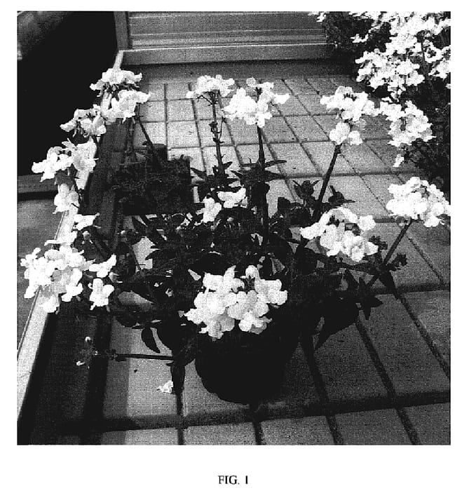 Figure 1 of US plant patent PP18978, the photograph of Penpur printed in the patent.