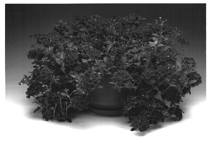 Figure 1 of US plant patent PP18979, the photograph of Raspena printed in the patent.