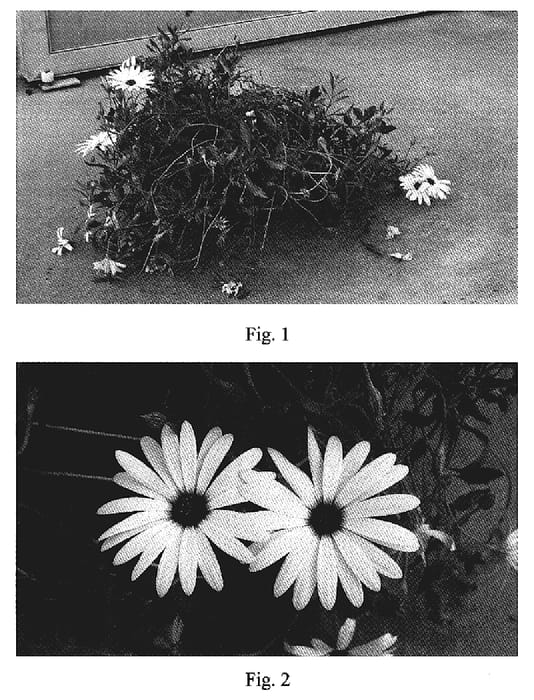 Figure 1 of US plant patent PP18980, the photograph of Kakegawa AU20 printed in the patent.