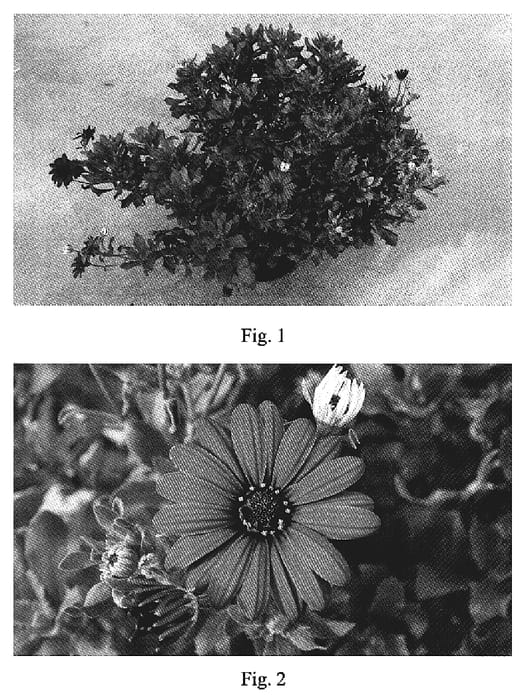 Figure 1 of US plant patent PP18981, the photograph of Kakegawa AU19 printed in the patent.