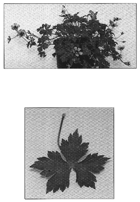 Figure 1 of US plant patent PP18982, the photograph of Crystal Lake printed in the patent.