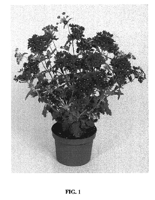 Figure 1 of US plant patent PP18983, the photograph of Lan Upmag printed in the patent.