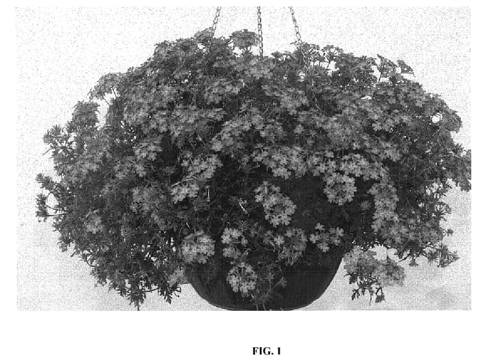 Figure 1 of US plant patent PP18984, the photograph of Rap Lilla printed in the patent.