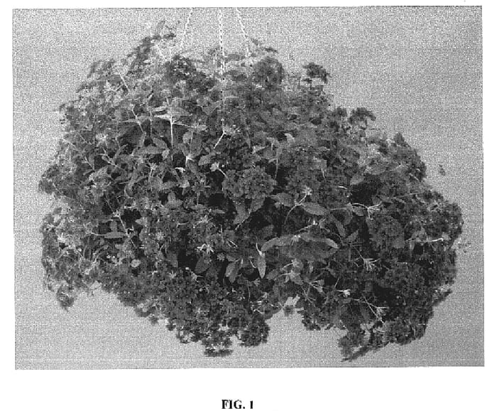 Figure 1 of US plant patent PP18985, the photograph of Lan Upviot printed in the patent.