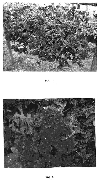 Figure 1 of US plant patent PP18986, the photograph of Lan Reda07 printed in the patent.