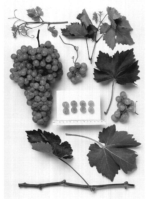Figure 1 of US plant patent PP18987, the photograph of Sheegene-7) printed in the patent.