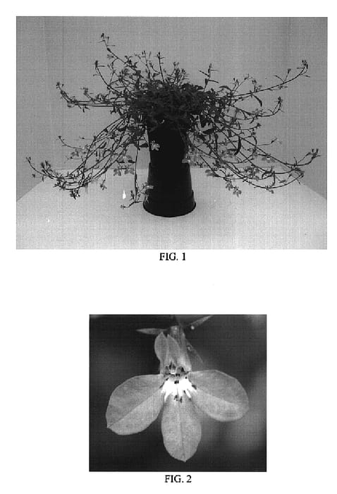Figure 1 of US plant patent PP18988, the photograph of Balwalila printed in the patent.