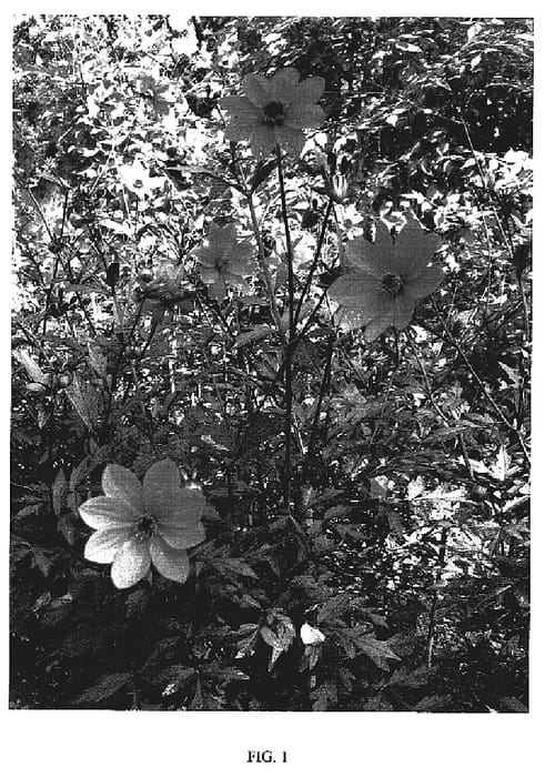 Figure 1 of US plant patent PP18989, the photograph of Scarlet Fern printed in the patent.