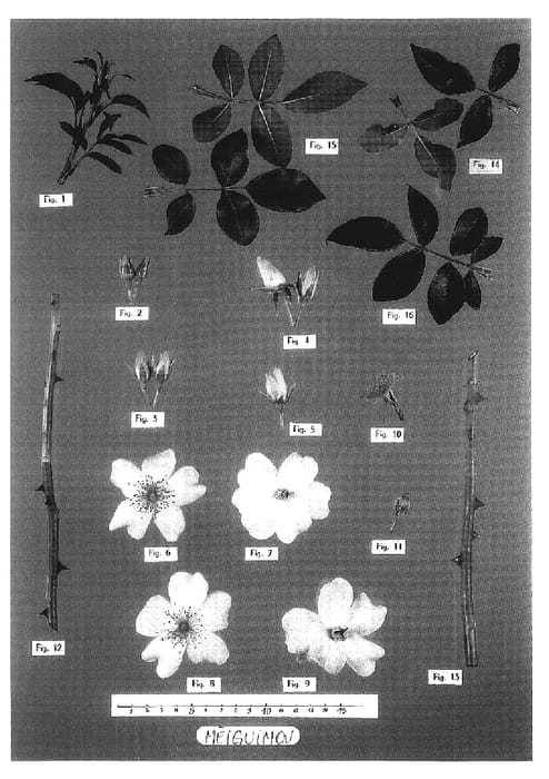 Figure 1 of US plant patent PP18990, the photograph of Meiguimov printed in the patent.