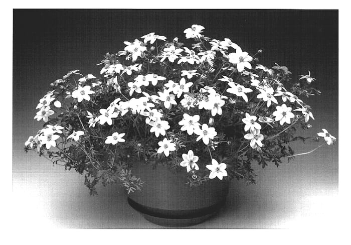 Figure 1 of US plant patent PP18991, the photograph of Bidori printed in the patent.