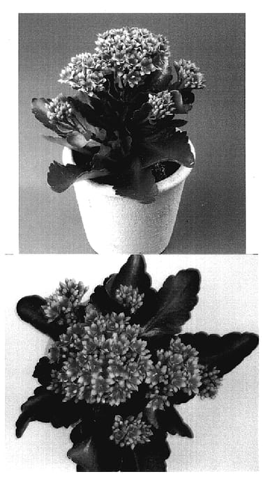 Figure 1 of US plant patent PP18992, the photograph of Kelly printed in the patent.