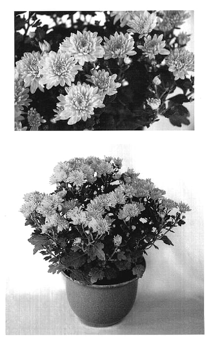 Figure 1 of US plant patent PP18993, the photograph of Yomary printed in the patent.