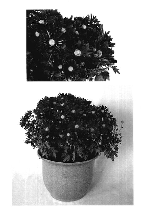 Figure 1 of US plant patent PP18994, the photograph of Yotheresa printed in the patent.
