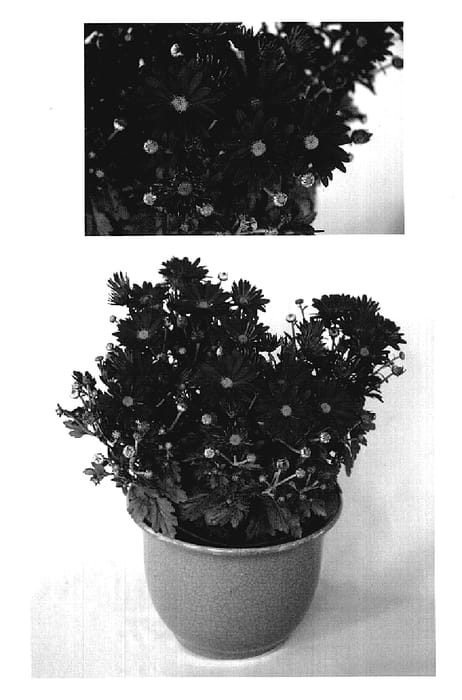 Figure 1 of US plant patent PP18995, the photograph of Yoalisha printed in the patent.