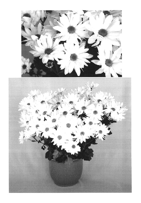 Figure 1 of US plant patent PP18996, the photograph of Yorivendell printed in the patent.