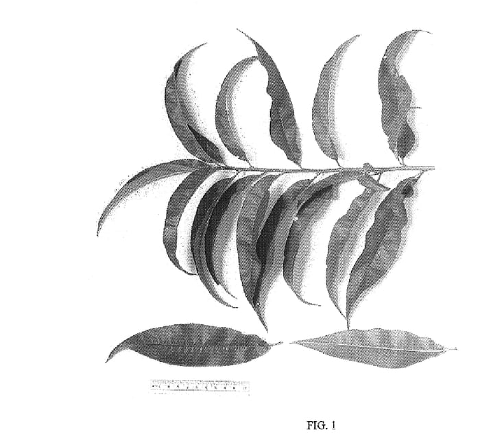 Figure 1 of US plant patent PP18997, the photograph of NJF16 printed in the patent.