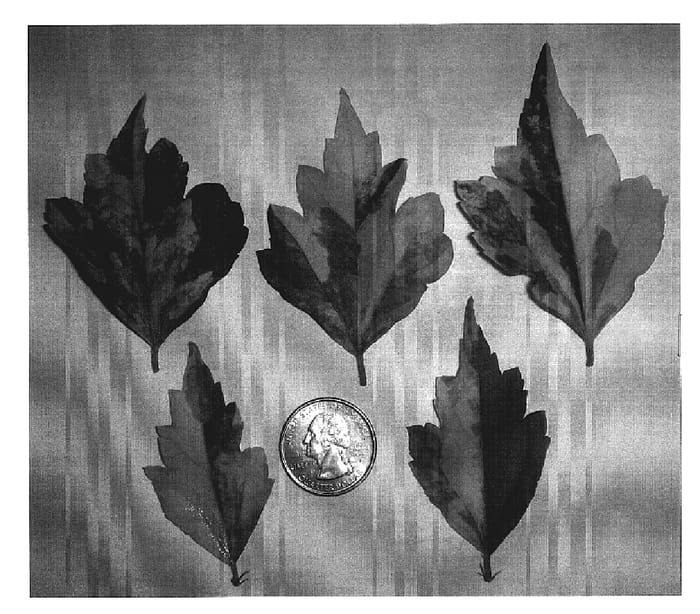Figure 1 of US plant patent PP18998, the photograph of Jodi printed in the patent.