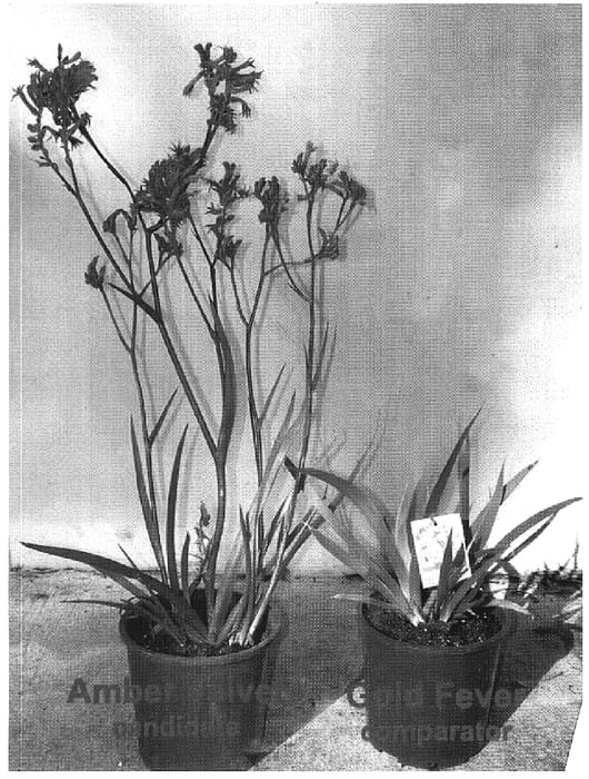 Figure 1 of US plant patent PP18999, the photograph of AMBER VELVET printed in the patent.