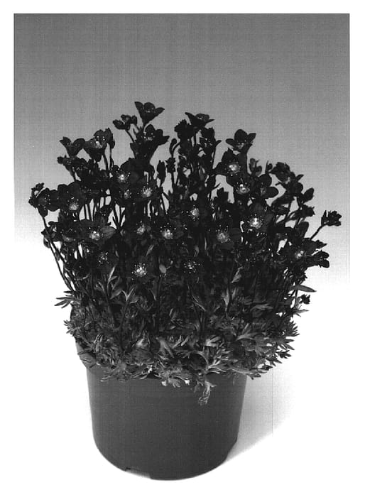 Figure 1 of US plant patent PP19000, the photograph of Rocklet printed in the patent.